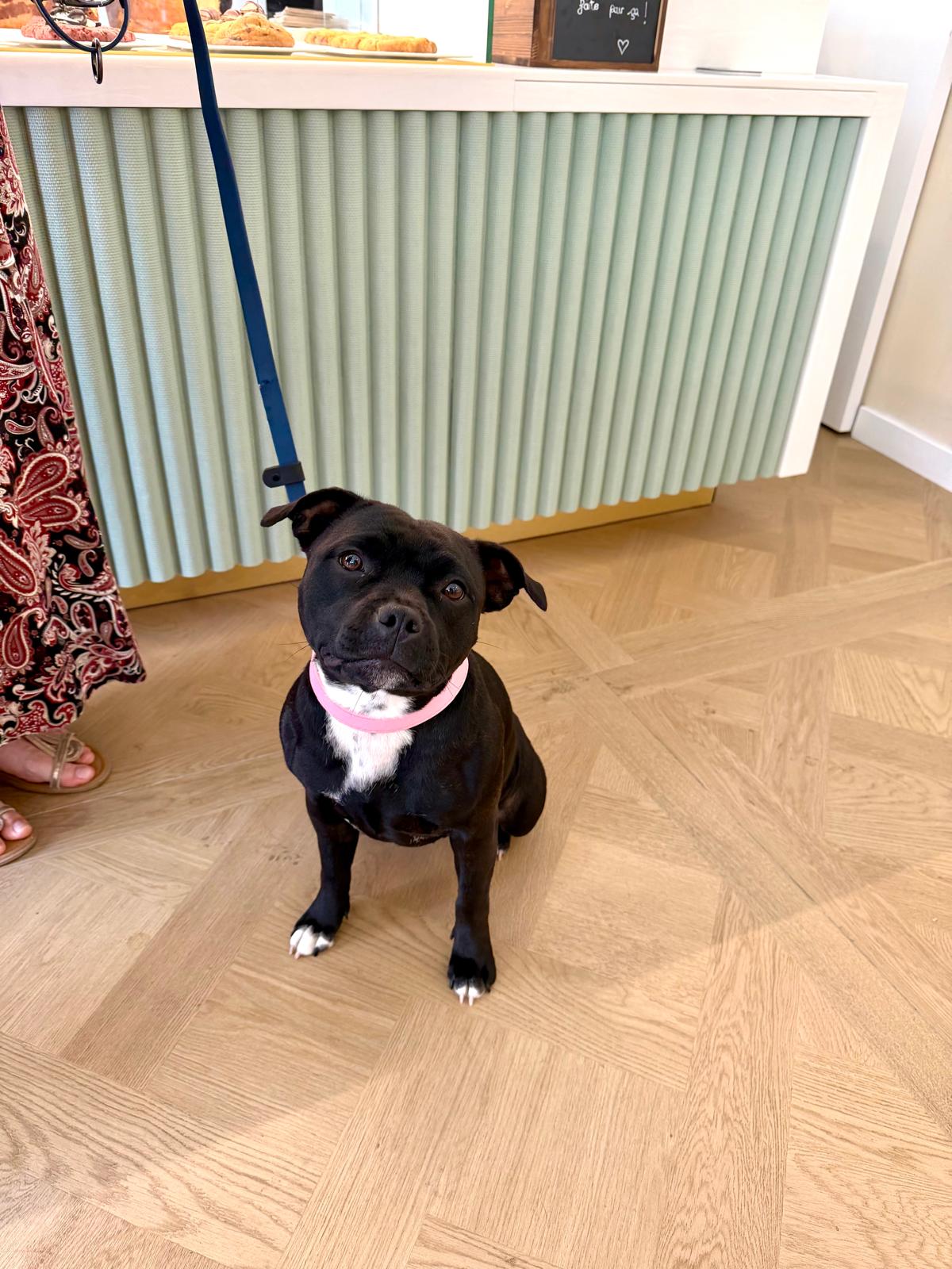 dog-friendly-2